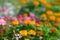 Natural background - blurry flower-bed