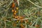 Natural background of a branch with orange sea buckthorn berries