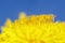 Natural background with bright yellow spring sunny flower dandelion closeup honey-covered pollen grows in a spring clear sunny day