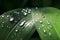 Natural background with brilliant iridescent drops of dew on a b