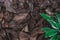 Natural background from brown pieces of wood chips from pine bark for gardening or natural themes. In the right corner are green