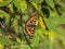 Natural background with a butterfly. Bright imago Aglais urticae, Small Tortoiseshell butterfly on a