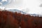 Natural background of the changing seasons - the golden red trees in the forest and the snowy white tops in mountains