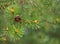 Natural background, close-up pine on the green