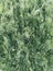 Natural Background closeup of Thuja decorative plant in garden