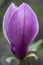 Natural background concept: pink magnolia bud close up, there are raindrop on the petal, blur