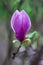 Natural background concept: pink magnolia bud close up, there are raindrop on the petal, blur