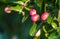 natural background concept. tropical Carissa carandas,Carunda,Karonda seeds ripe colorful on tree.blur background.selective focus