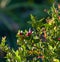 natural background concept. tropical Carissa carandas,Carunda,Karonda seeds ripe colorful on tree.blur background.selective focus