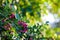 natural background concept. tropical Carissa carandas,Carunda,Karonda seeds ripe colorful on tree.blur background.selective focus