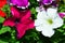 The natural background consists of two petunia flowers of different colors.