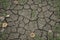 Natural background. Dry cracked earth soil with green leaves plant growing and dry leaves falled.