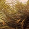 Natural background of embossed fern