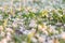 Natural background. Fallen white and pink flowers of the chestnut tree at the spring grass. Close-up, selective focus