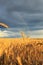 Natural background with a field of ripe Golden wheat ears and sky with bright rainbow after a thunderstorm