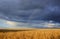 Natural background with a field of ripe Golden wheat ears and sky with bright rainbow after a thunderstorm