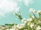 Natural background. Flowering white flowers against the sky with clouds