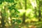 Natural background from fresh green leaves in a decidious forest. Sun is shining throught the leaves. Nature and green color of ba