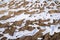 Natural background with frozen dried meadow covered with shiny transparent frosty crystals in a frosty morning. Close up shot