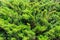 Natural background of green juniper bushes