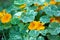 Natural background of green leaves and yellow-orange flowers. Nasturtiums growing in the open air.