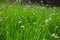 Natural background. Green succulent unmown grass in spring. Green grass in a meadow or pasture. Nature spring grass background