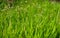 Natural background. Green succulent unmown grass in spring. Green grass in a meadow or pasture. Nature spring grass background