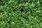 Natural background of green tiny leaves wall