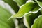 Natural background. Hosta Funkia, Plantain Lilies in the garden. Close-up green leaves with white border