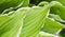 Natural background. Hosta Funkia, Plantain Lilies in the garden. Close-up green leaves with white border