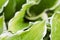 Natural background. Hosta Funkia, Plantain Lilies in the garden. Close-up green leaves with white border