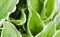 Natural background. Hosta Funkia, Plantain Lilies in the garden. Close-up green leaves with white border