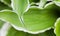 Natural background. Hosta Funkia, Plantain Lilies in the garden. Close-up green leaves with white border