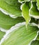 Natural background. Hosta Funkia, Plantain Lilies in the garden. Close-up green leaves with white border