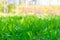 natural background juicy lawn spring grass