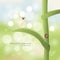 Natural background. Ladybird on a stalk on a sunny day