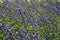 Natural background - many flowering plants of aconite