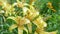 Natural background. many flowers of yellow tiger lily in the garden close up