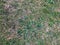 Natural background. Nature spring texture. Closeup of grass. Background texture. Green floor background. Fresh and old