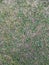 Natural background. Nature spring texture. Closeup of grass. Background texture. Green floor background. Fresh and old