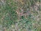 Natural background. Nature spring texture. Closeup of grass. Background texture. Green floor background. Fresh and old