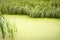 Natural background of overgrown with duckweed pond fringed with