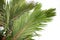 Natural background Palm. Cyrtostachys renda Blum leaves