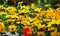 Natural background photo with decorative yellow flowers. Tagetes