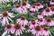 Natural background with a pink echinacea flowers