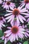 Natural background with a pink echinacea flowers