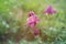 Natural background with pink flowers aquilegia on green grass.