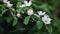 Natural background, quince flowers