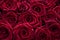 Natural background from red roses in red color 2023