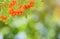 Natural background of Rowan berry and leaves, Sunny nature and blurred backdrop with bokeh. Seasonal concept with copy space